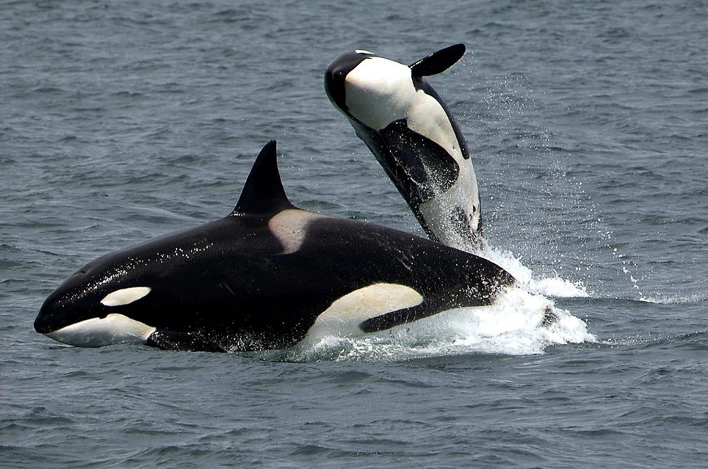 Why Los Angeles Whale Watching Is the Perfect Winter Ocean Escape 2 Orca whale mother surfacing with her calf breaching alongside during Los Angeles winter whale watching season in the Pacific Ocean
