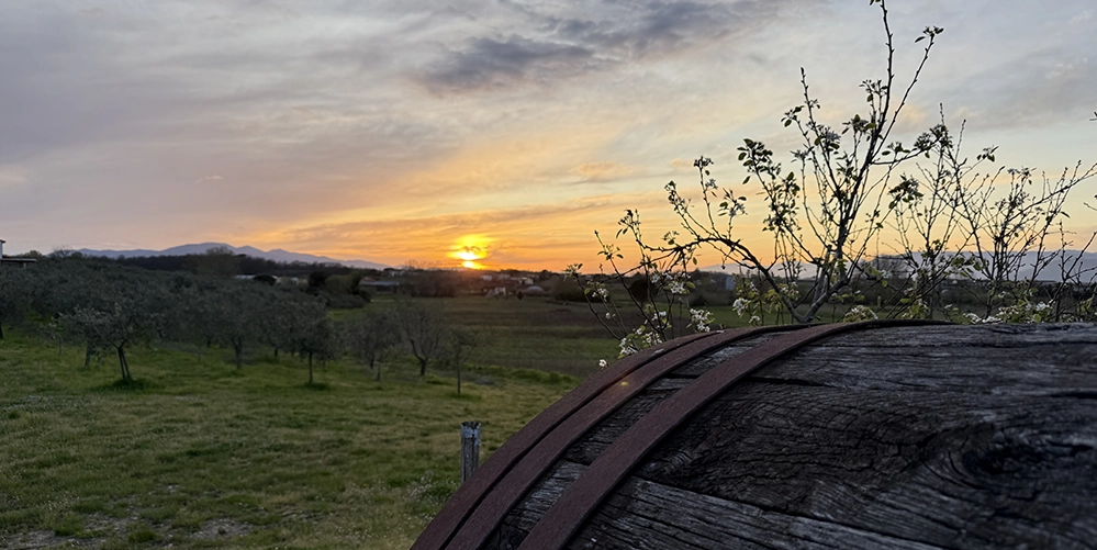 3 Hidden Culinary Gems in Tuscany 7 Sunset behind olive trees with a large wooden wine barrel in the foreground.