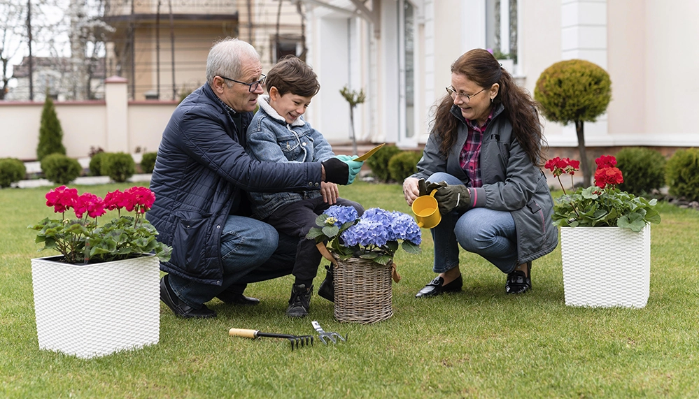 Grandparents and grandson gardening together in backyard, planting flowers as creative retirement activity