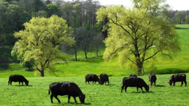 A Farmer’s Final Journey: A life well-lived on the land he loved 4 Graves 0525 780x470 1