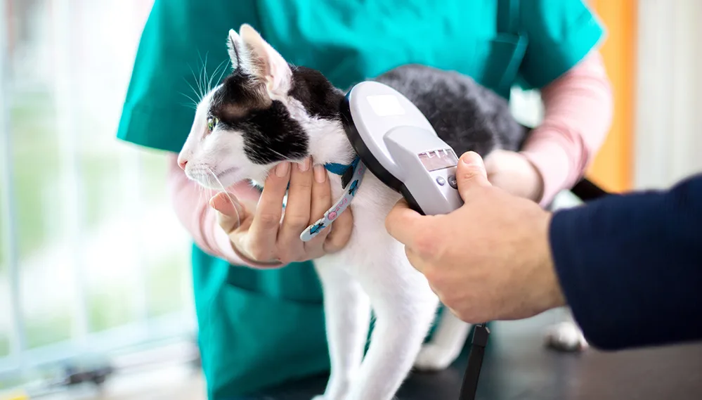 Vet scanning a pet’s microchip Vet scanning a pet’s microchip