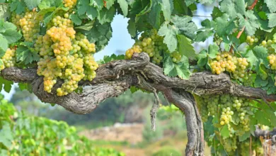 What Is Godello Wine? 2 White wine grapes on the vine