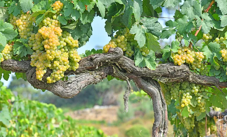 What Is Godello Wine? 1 White wine grapes on the vine