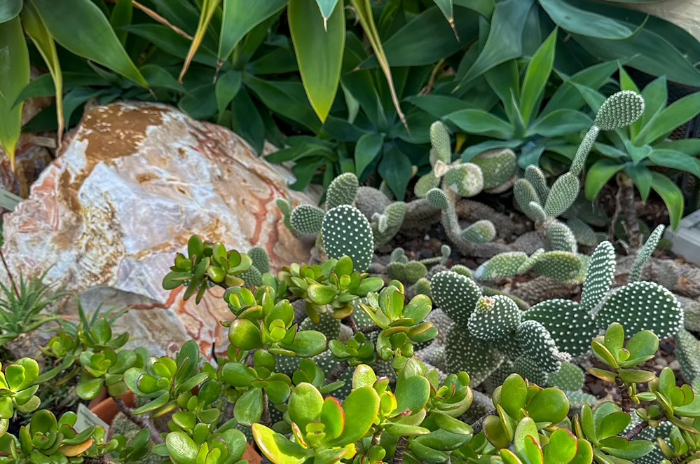 How Gardening and Creativity Nurture the Soul 3 Succulents at Rawlings Conservatory W