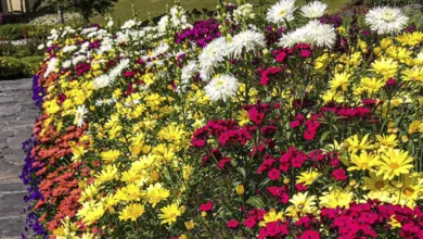 How Gardening and Creativity Nurture the Soul 2 Suman 0525 780x470 1