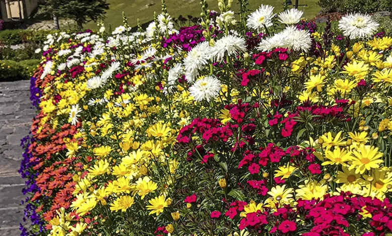 How Gardening and Creativity Nurture the Soul 1 Suman 0525 780x470 1