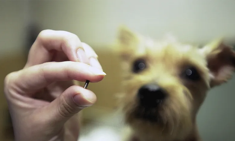 How Pet Microchips Work to Keep Your Pet Safe 1 Person holding a pet microchip with a dog in the background