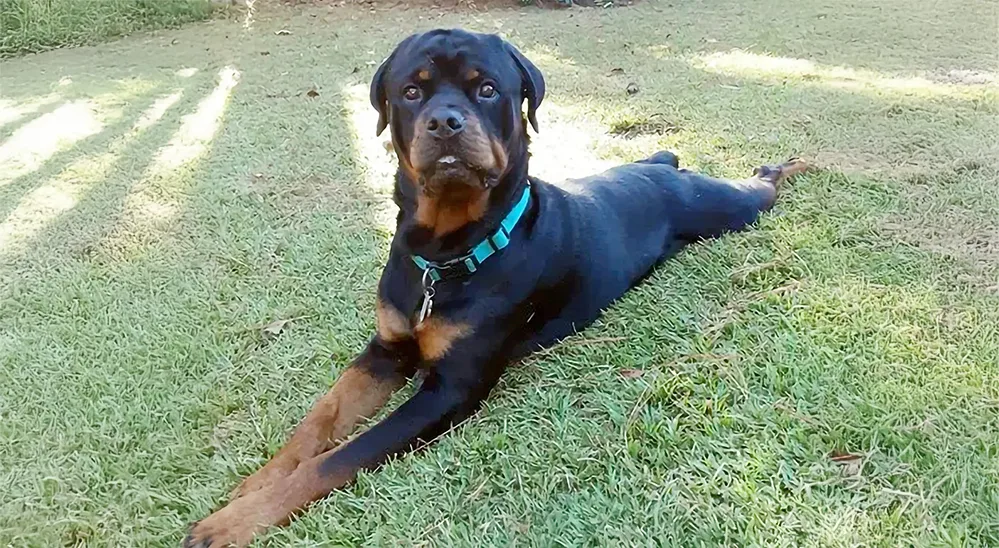 Lost dog found safe thanks to his microchip Lost dog found safe thanks to his microchip
