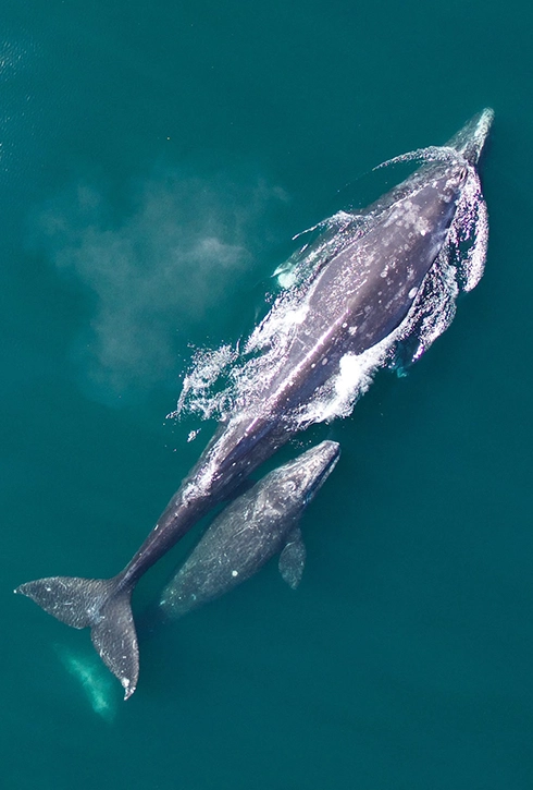 Aerial view of gray whale mother and baby calf swimming in Ensenada waters near Valle de Guadalupe Baja California