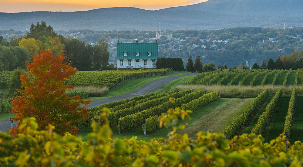 Rolling vineyard rows on Île d’Orléans in Québec countryside with autumn foliage and traditional white farmhouse.