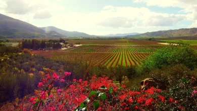Valle de Guadalupe vineyards with vibrant bougainvillea flowers, rows of grapevines, and mountains in Baja California Mexico wine country