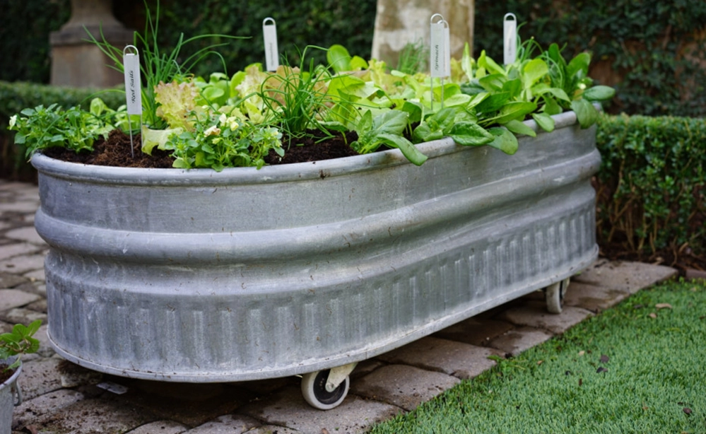 A galvanized steel stock tank converted into an elevated garden bed on caster wheels.
