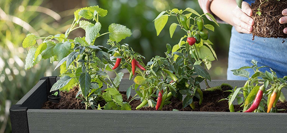Hands planting basil seedlings with exposed roots into a raised bed garden filled with peppers and herbs.