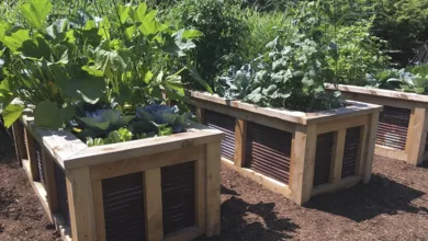 Cedar and corrugated metal raised garden beds filled with cabbage, squash, and leafy greens growing in a sunny backyard garden.