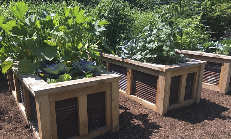 Cedar and corrugated metal raised garden beds filled with cabbage, squash, and leafy greens growing in a sunny backyard garden.