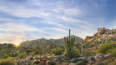 Sunrise over McDowell Sonoran Preserve in Scottsdale, Arizona, with saguaro cacti and rocky mountains