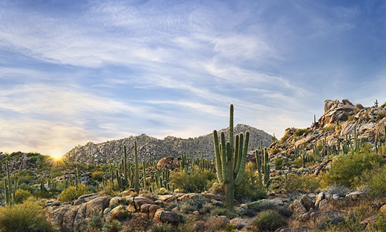 Sunrise over McDowell Sonoran Preserve in Scottsdale, Arizona, with saguaro cacti and rocky mountains
