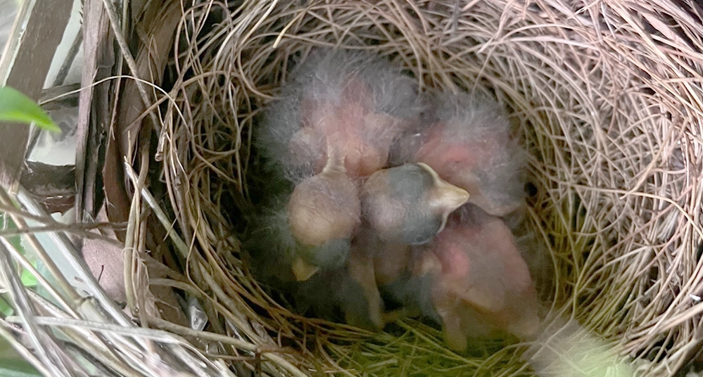 Newborn cardinal chicks resting in their nest