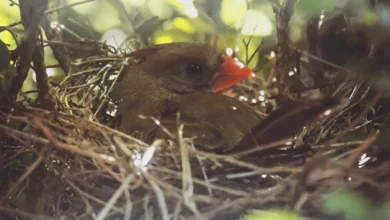 What the Cardinals Taught Us 17 Female cardinal sitting on nest in backyard shrub in spring