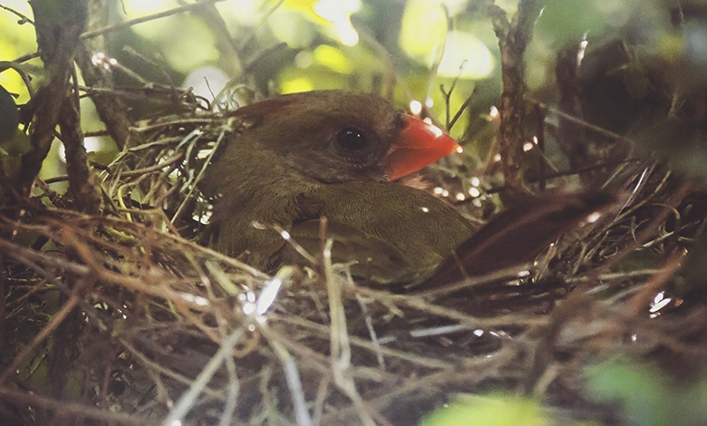 Female cardinal sitting on nest in backyard shrub in spring