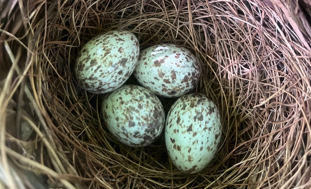 Cardinal nest with four speckled eggs nestled in nandina bush