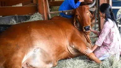 Visitors gently cuddling a Gyr cow lying in hay at a California sanctuary