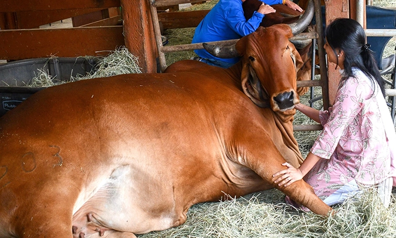 Visitors gently cuddling a Gyr cow lying in hay at a California sanctuary