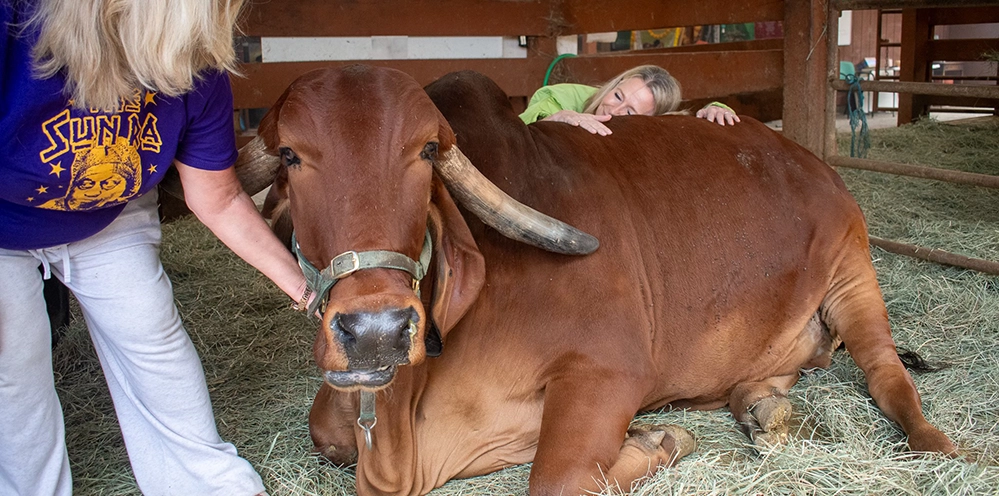 Two women connect with a Gyr cow during a bovine therapy session