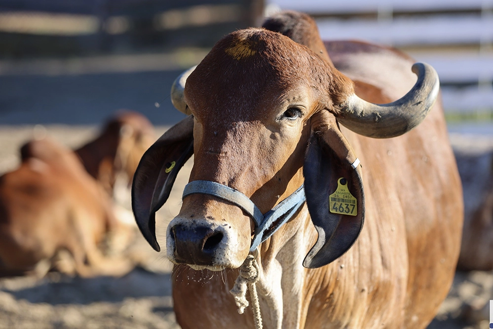 Gyr cow with distinctive curved horns and floppy ears at a California sanctuary