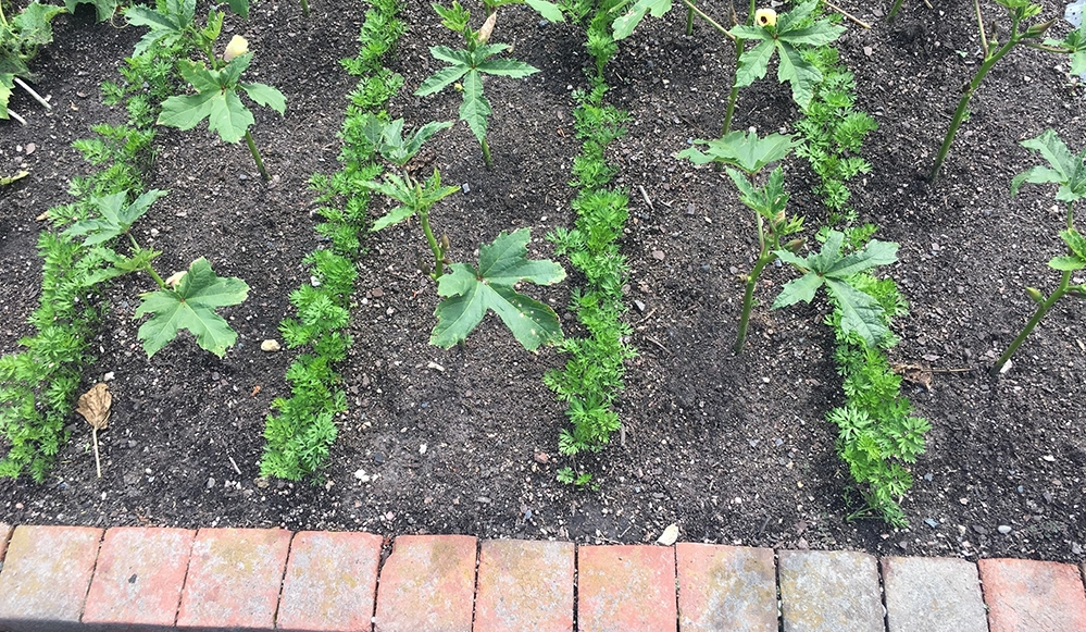 Short-season carrots growing between rows of okra in a vegetable garden, demonstrating interplanting
