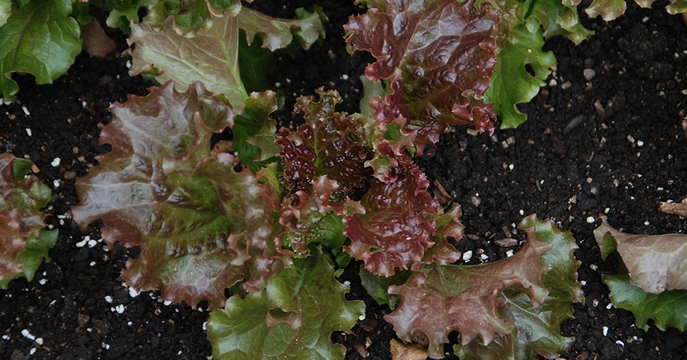 Ruby Sky lettuce growing in rich garden soil with green and burgundy ruffled leaves