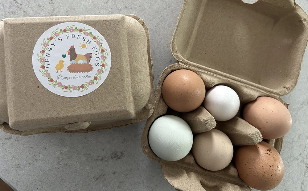 Colorful fresh eggs in cartons showing blue, brown, white, and pink eggshells