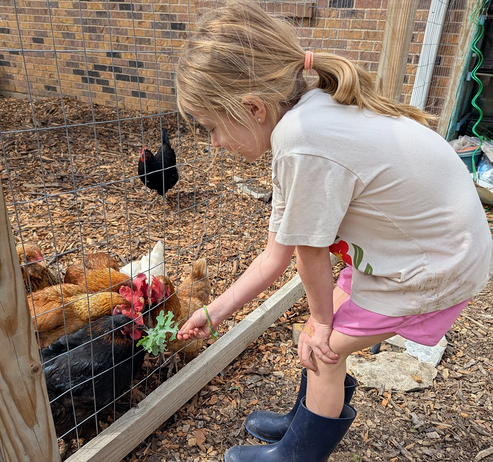 Claire, Henry Yeager’s sister, hand-feeding backyard chickens through a fence in Irving, Texas