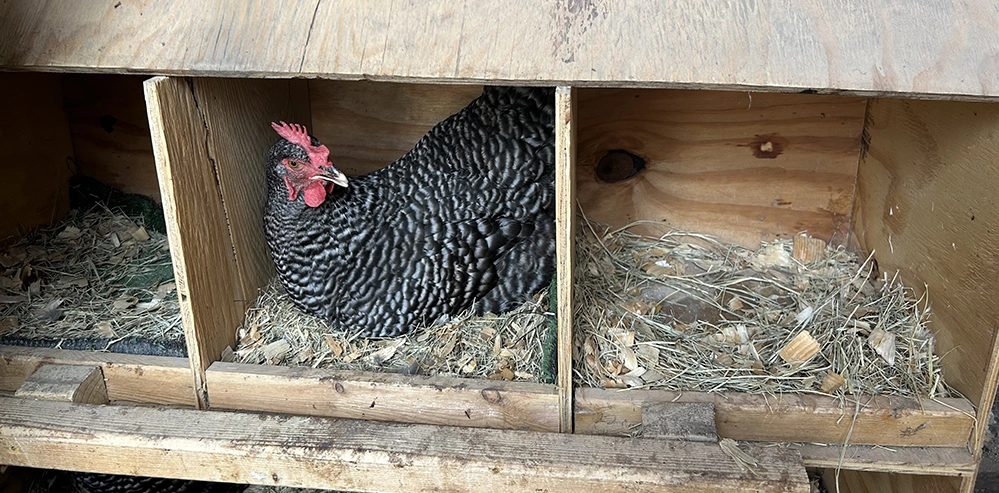 Black speckled hen sitting in a wooden nesting box on a backyard chicken farm in Irving, Texas