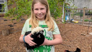 Eleven-year-old Henry Yeager holds a White Crested Black Polish hen in the backyard chicken coop area.