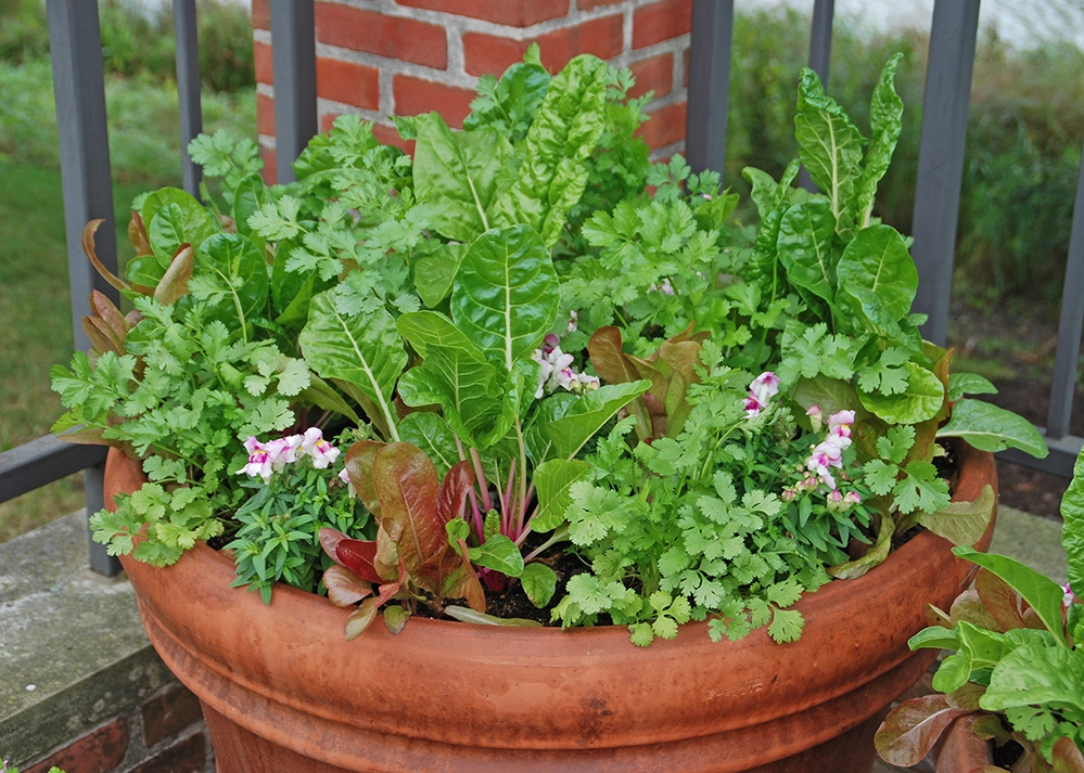 A terracotta container filled with fresh herbs, including cilantro, Swiss chard, romaine lettuce, and snapdragon, on a patio