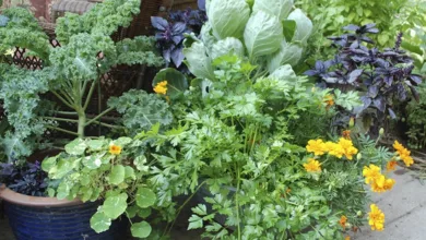 Colorful container herb garden with parsley, nasturtiums, orange marigolds, kale, and purple basil on a patio