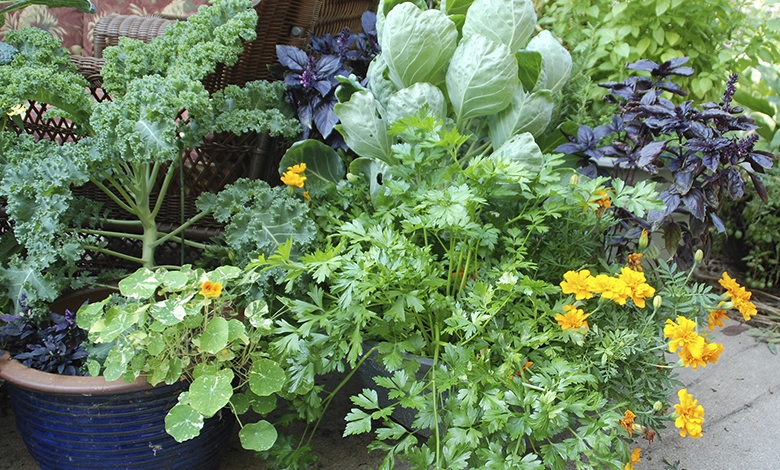 Colorful container herb garden with parsley, nasturtiums, orange marigolds, kale, and purple basil on a patio