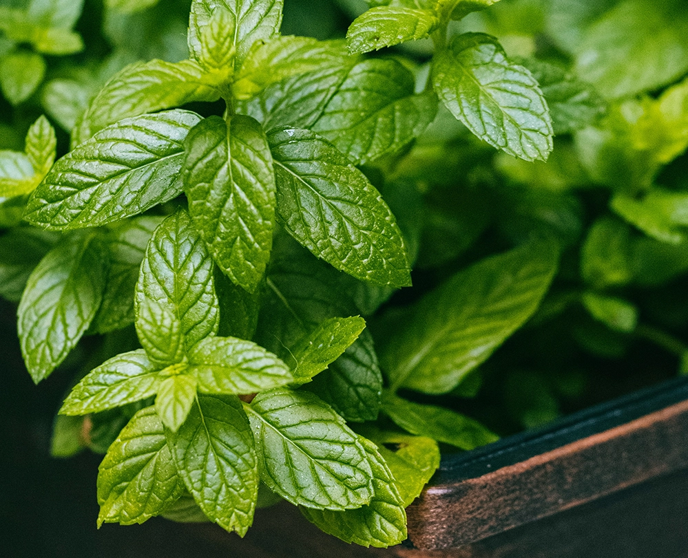 Fresh mint leaves growing in a copper container herb garden 
