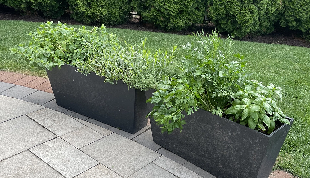 Two black rectangular container planters filled with fresh herbs, including parsley and basil, on a stone patio 