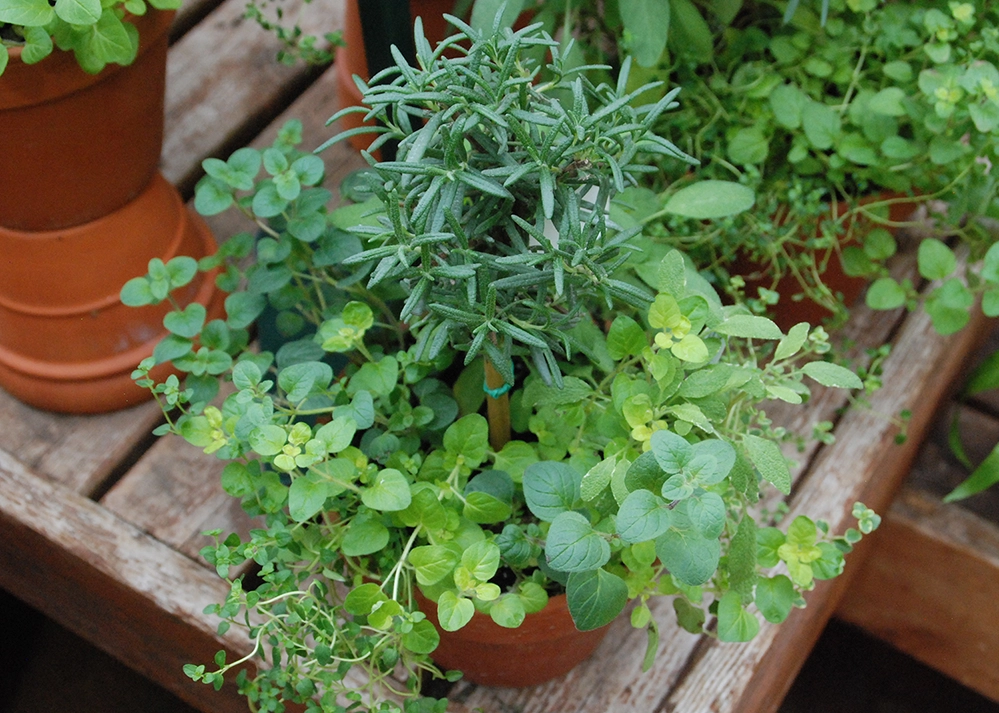 Fresh rosemary, thyme, and oregano growing together in terracotta containers on a wooden surface 