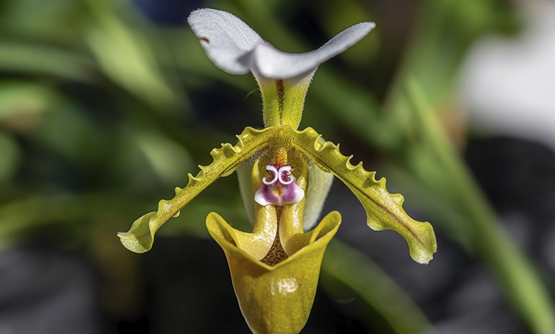 Paphiopedilum spicerianum slipper orchid with green and yellow pouch and white dorsal petal