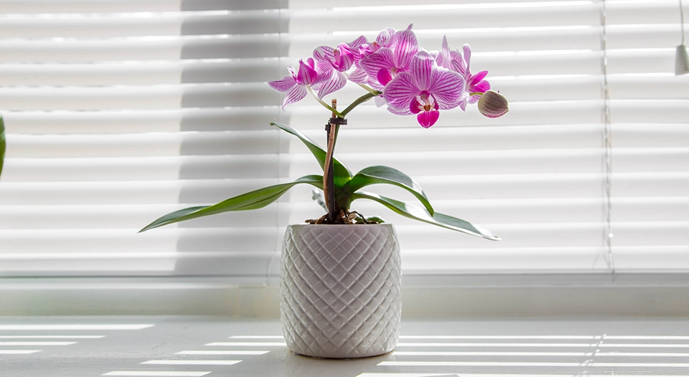 Pink Phalaenopsis orchid in a white textured pot on a sunny windowsill