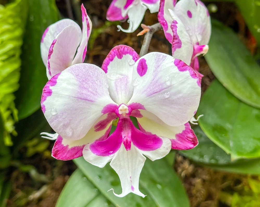 White and pink Phalaenopsis x singuliflora hybrid orchid with water droplets