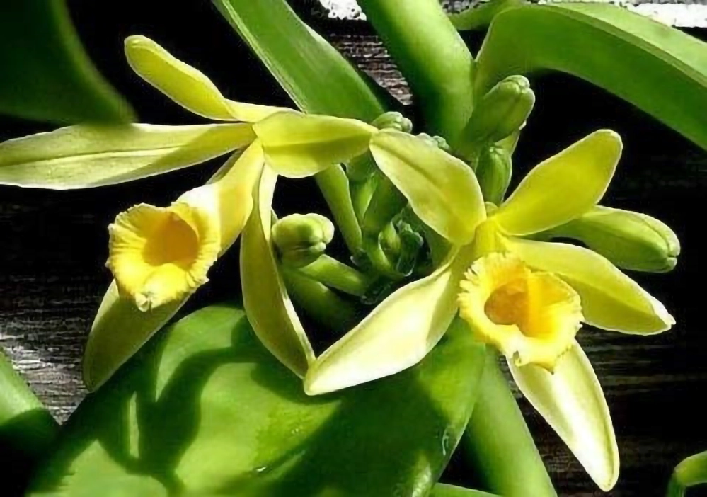Yellow-green vanilla planifolia orchid in bloom