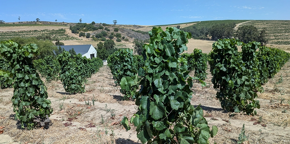 Sadie Family wines South Africa