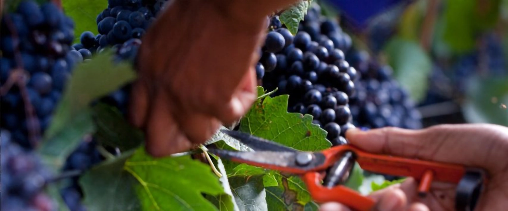 Close-up of hands harvesting dark grape clusters with pruning shears