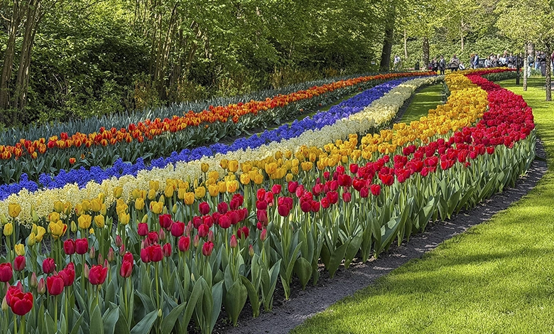 Curved rows of red, yellow, orange, and pink tulips at Keukenhof gardens in the Netherlands.