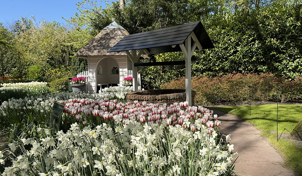 A mock well with a thatched roof and pink and white tulips at Keukenhof gardens in the Netherlands.