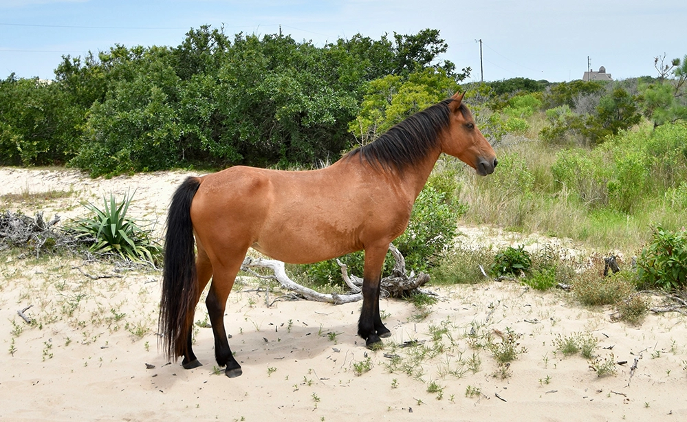 A wild horse on the beach near Corolla in the Outer Banks of North Carolina